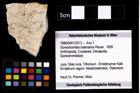 Foto (Objekt + Etikett) von Goniodromites bidentatus (Reuss, 1859)  (NHMW-GEO-1990-0041-2573)